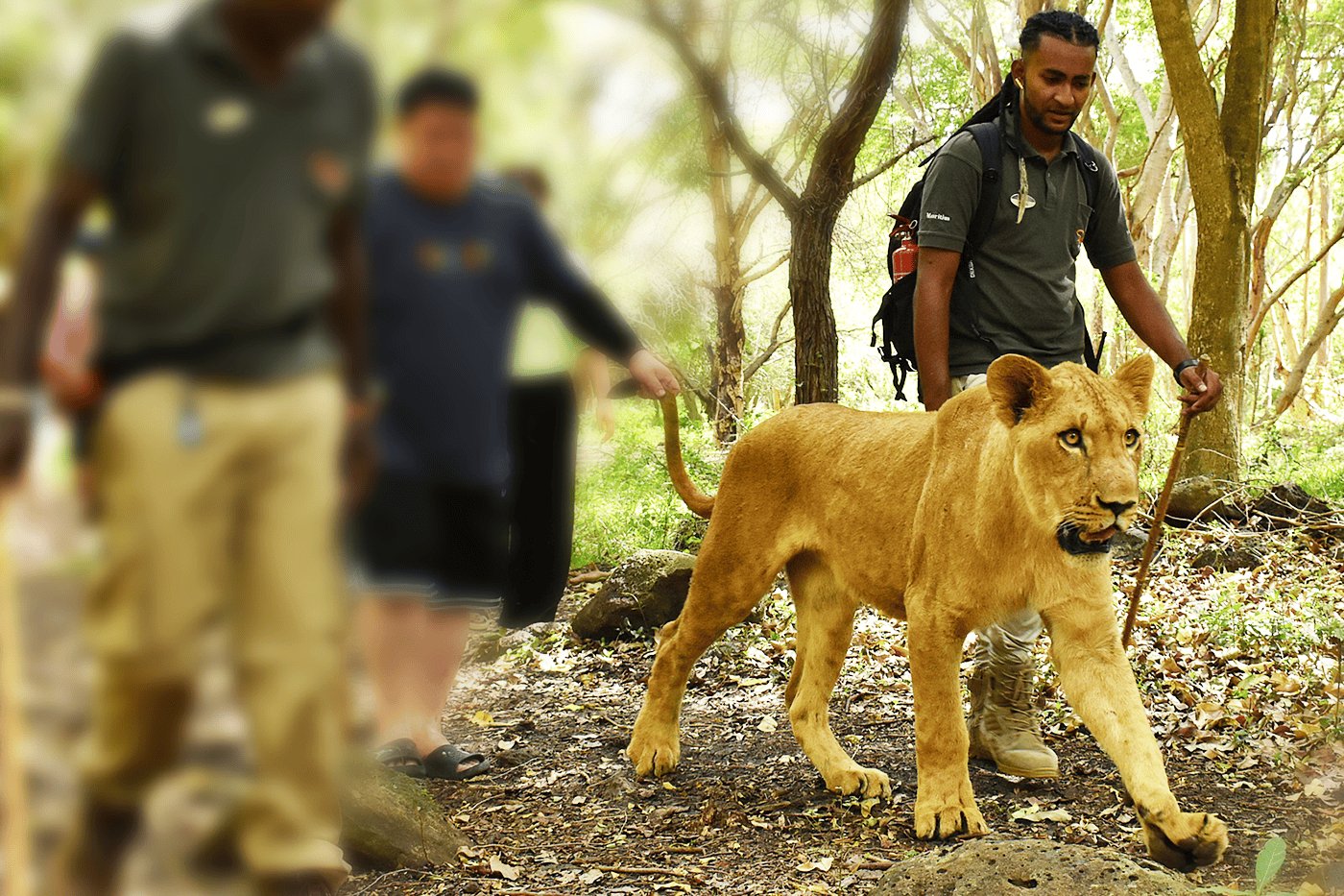 Casela Nature Parks ~ Walk with the Lions