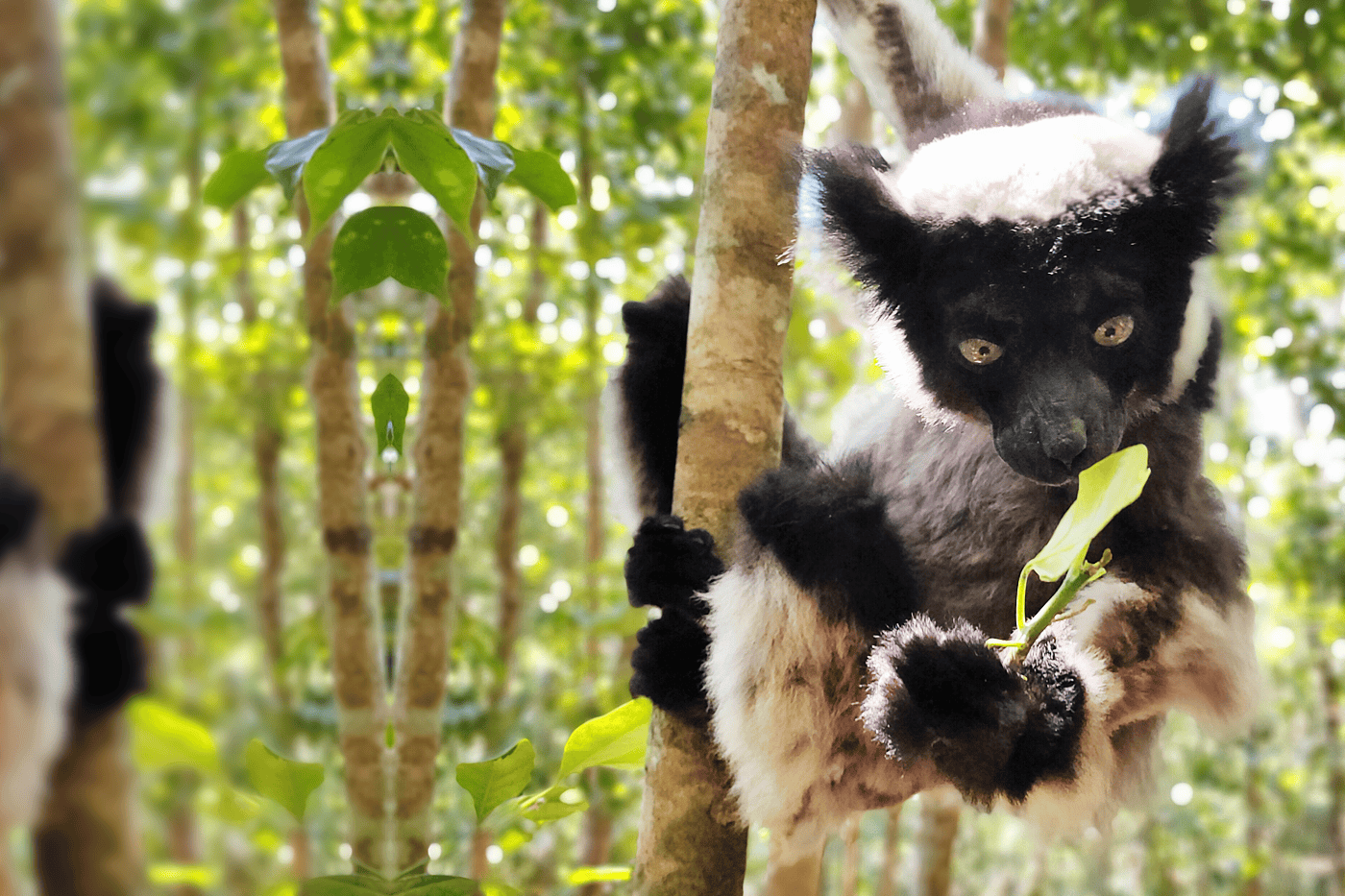 Andasibe National Park