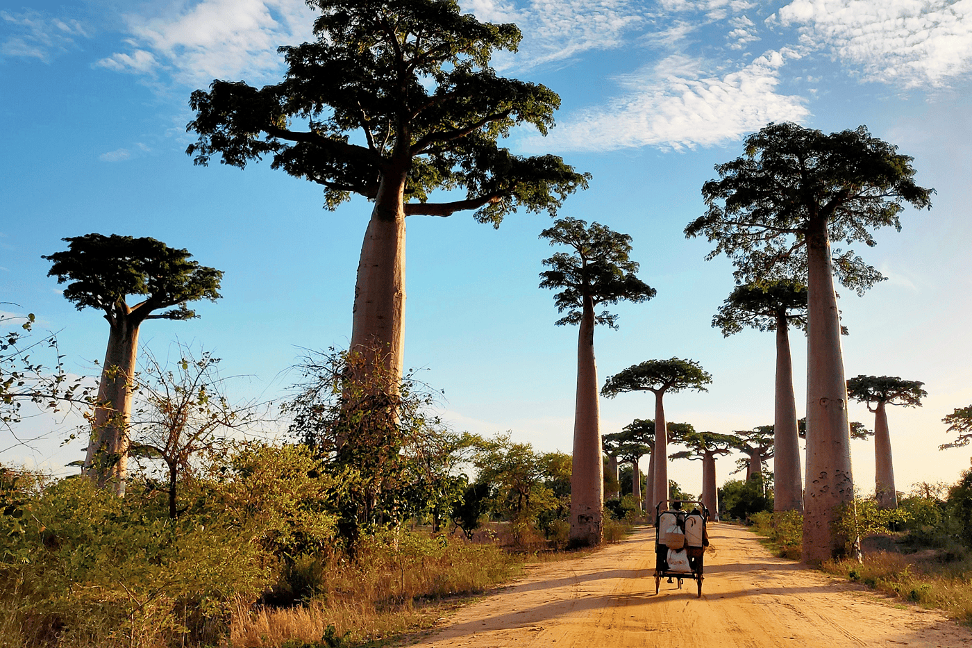 Baobab Alley