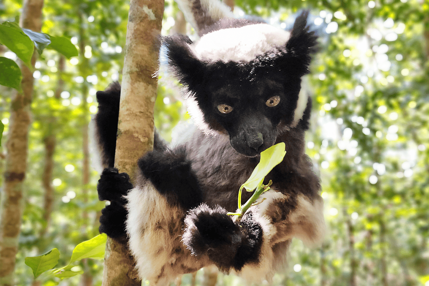 Andasibe National Park