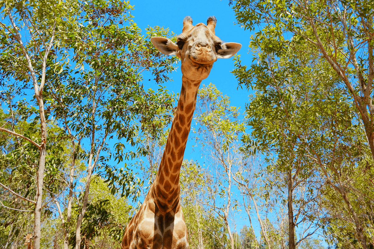 諾瓦半野生動物園 Nova World Zoo