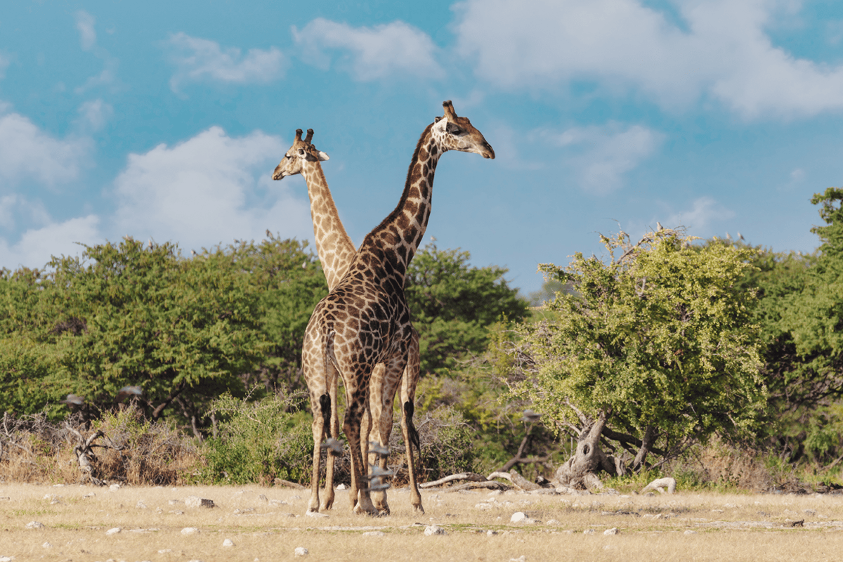 Etosha National Park