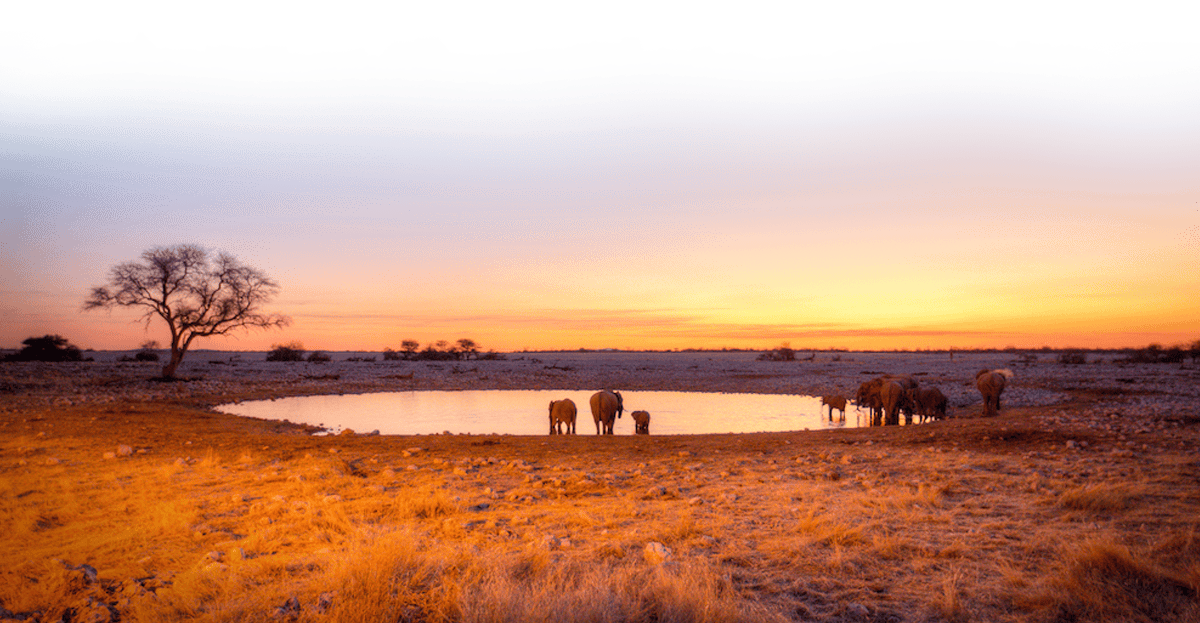 Etosha National Park