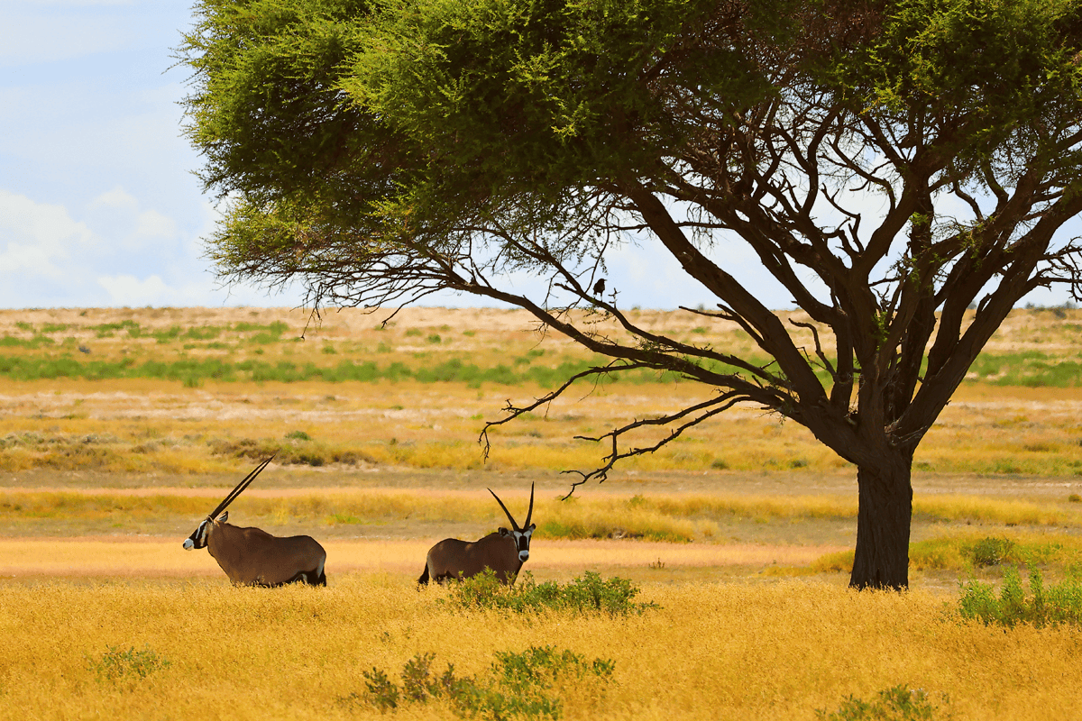 Etosha National Park