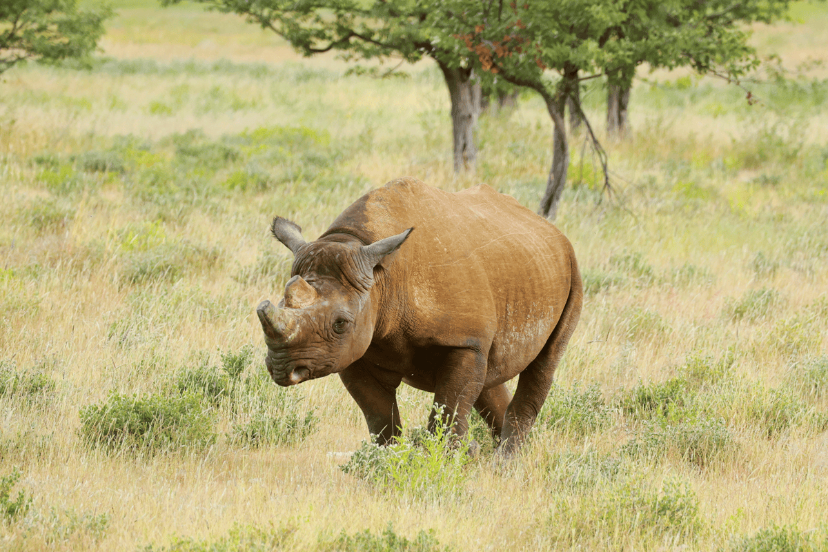 Etosha National Park