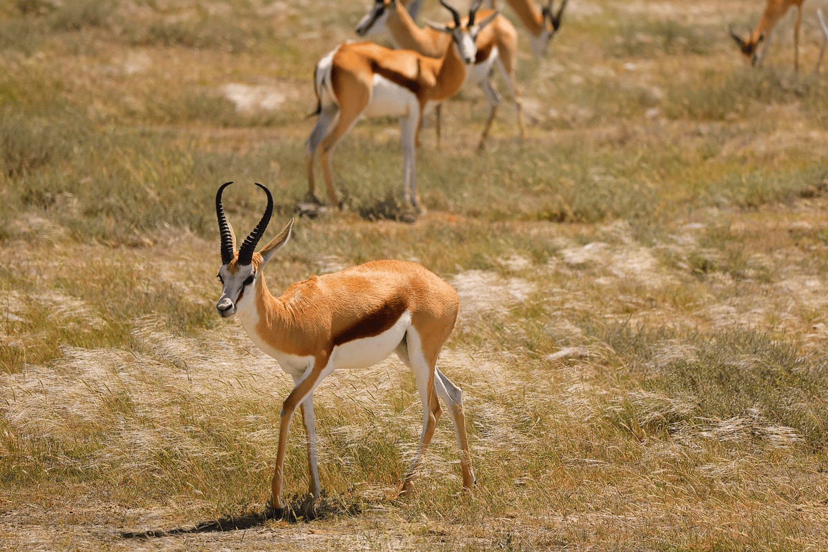 Etosha National Park
