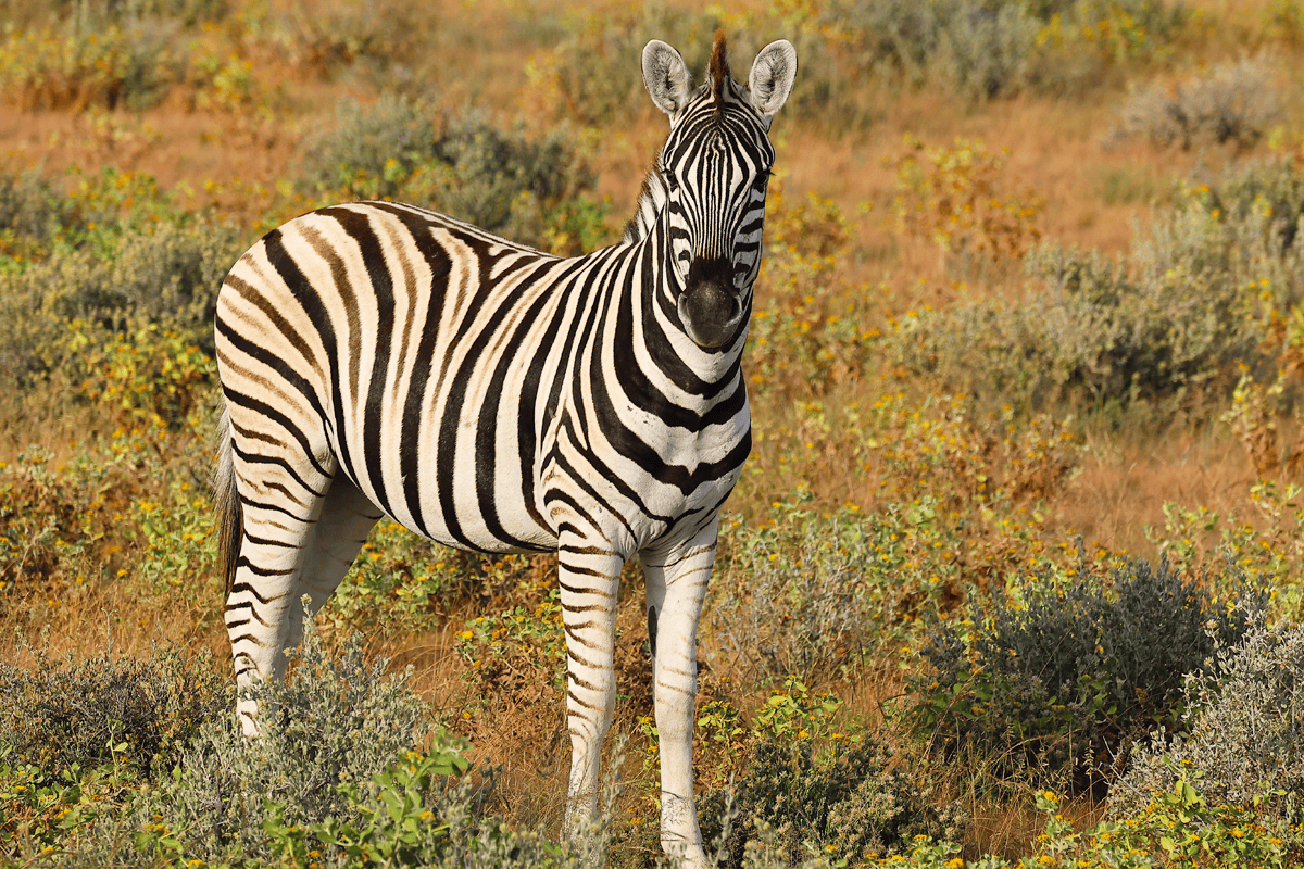 Etosha National Park