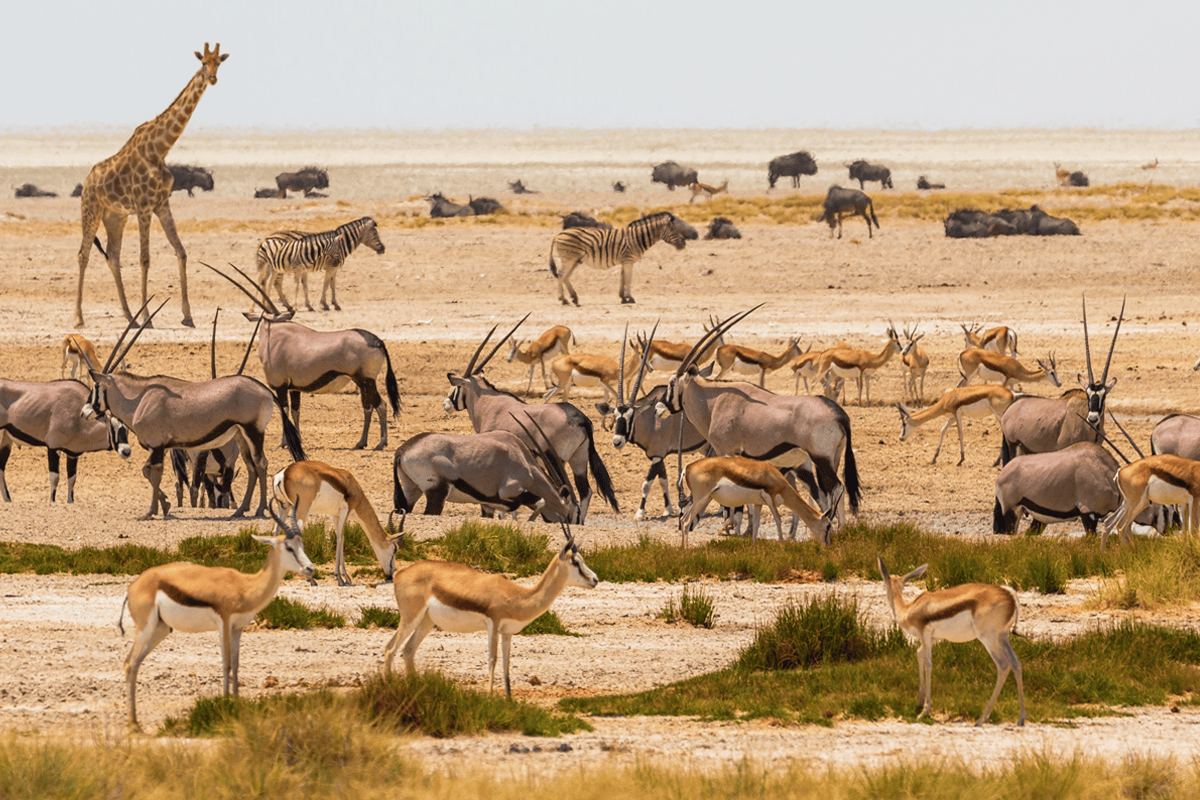 Etosha National Park