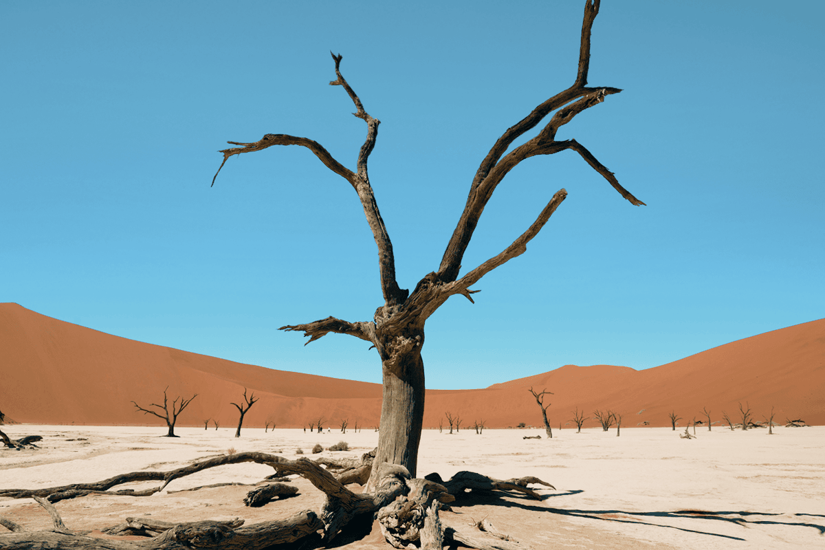 索蘇斯芙雷 死亡谷Deadvlei