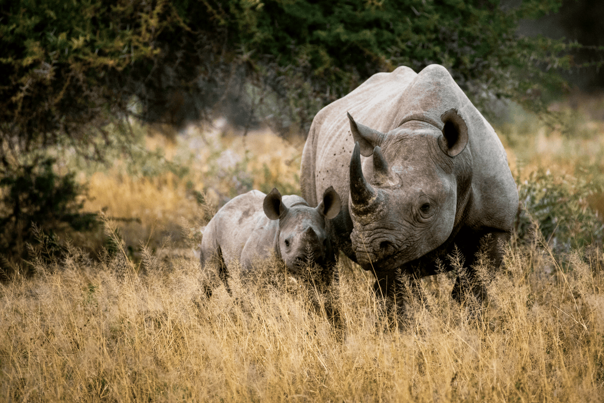 克魯格國家公園 Kruger National Park