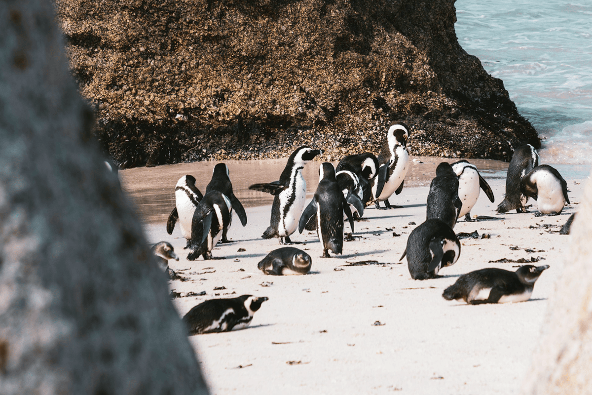 博爾德斯海灘 Boulders Beach