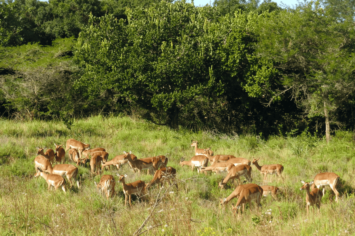伊西曼里加索濕地公園 iSimangaliso Wetland Park