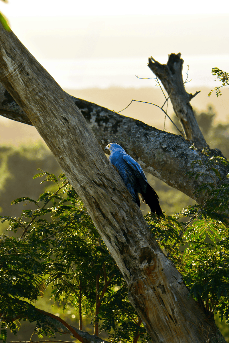 伊西曼里加索濕地公園 iSimangaliso Wetland Park